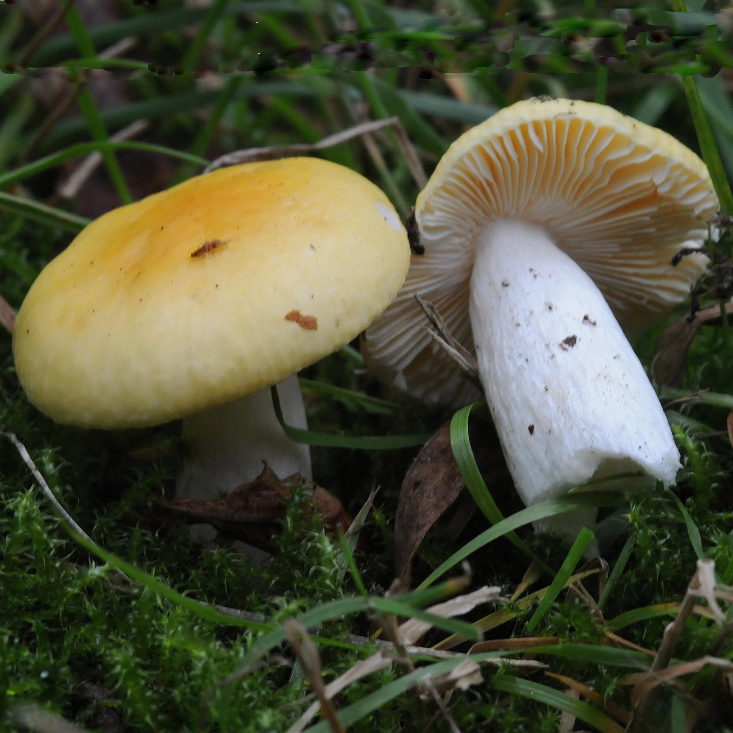 Сыроежка золотисто-желтая (Russula risigallina)