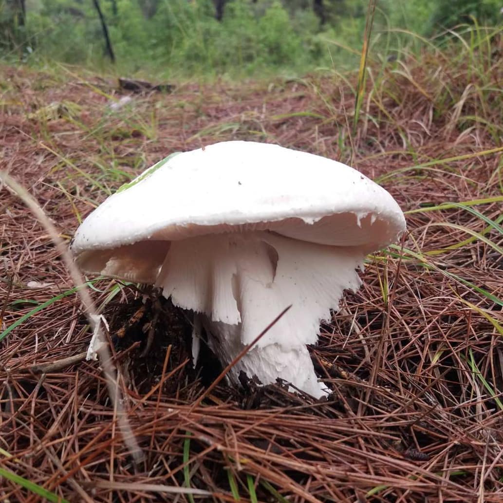 Яйцевидный мухомор (Amanita ovoidea)