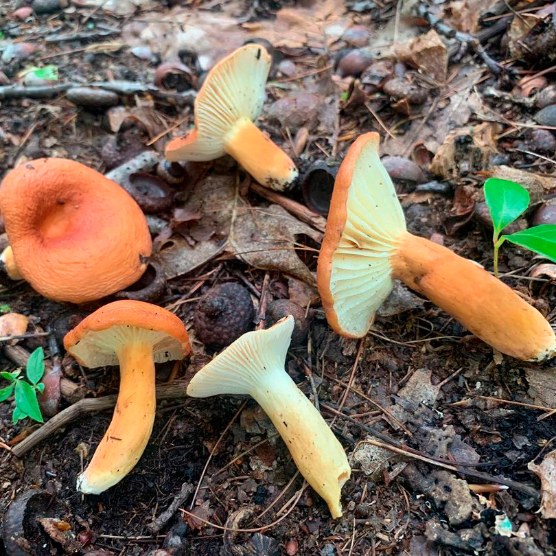 Млечник гигрофоровидный (Lactárius hygrophoroídes)