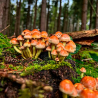 Ложноопенок кирпично-красный (Hypholoma lateritium)