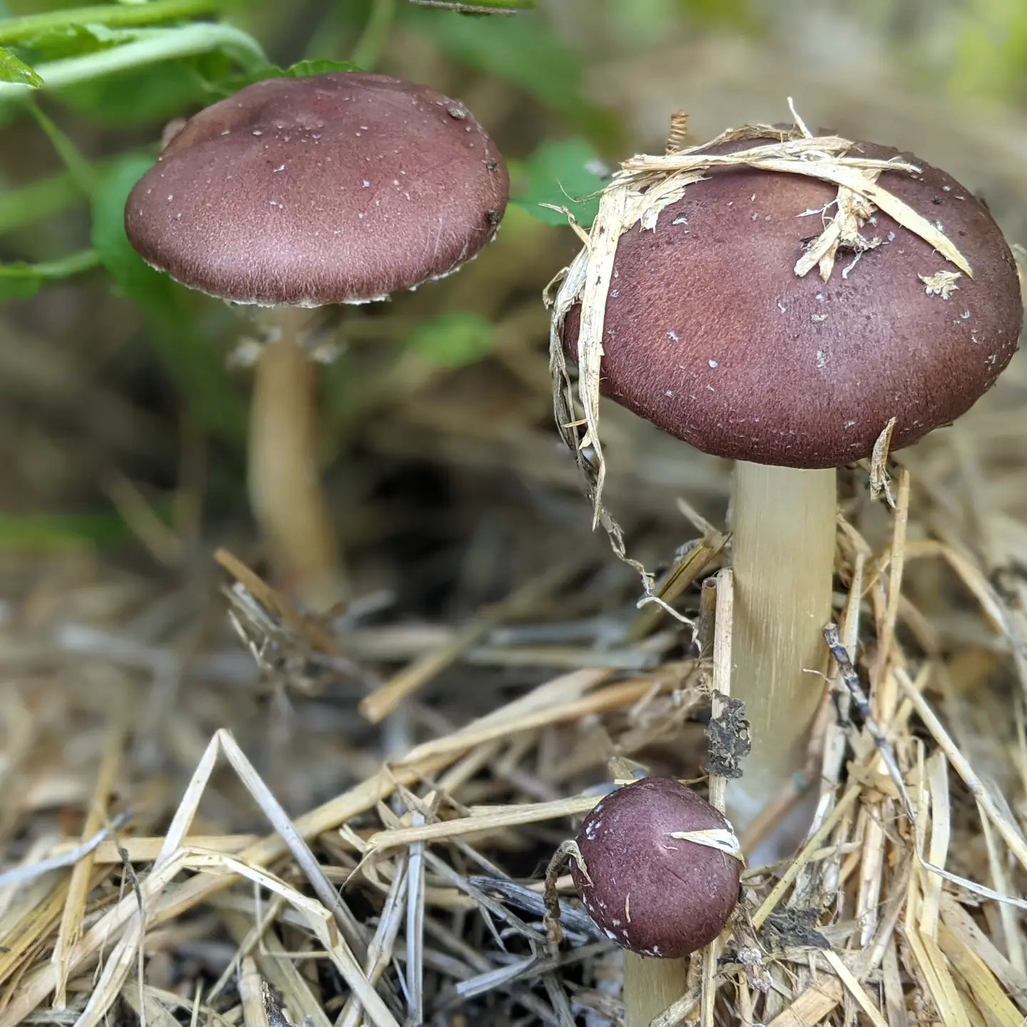 Строфария морщинисто-кольцевая (Stropharia rugoso-annulata)