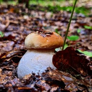 Белый гриб еловый (Boletus edulis)