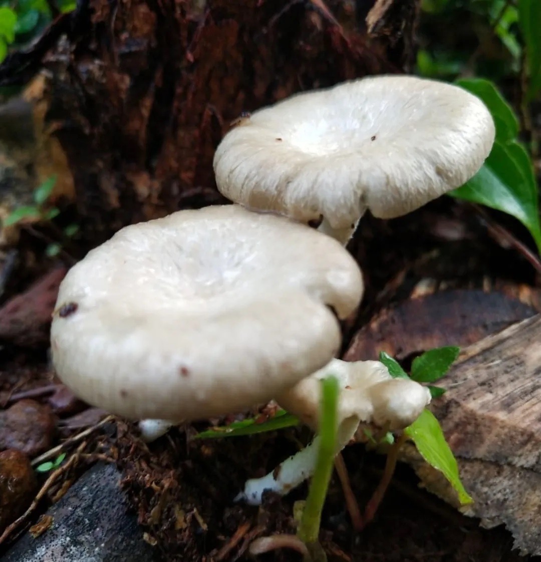 Говорушка дымчатая форма белая (Clitocybe robusta)