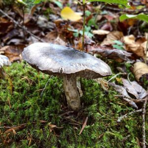 Рядовка черночешуйчатая (Tricholoma atrosquamosum)