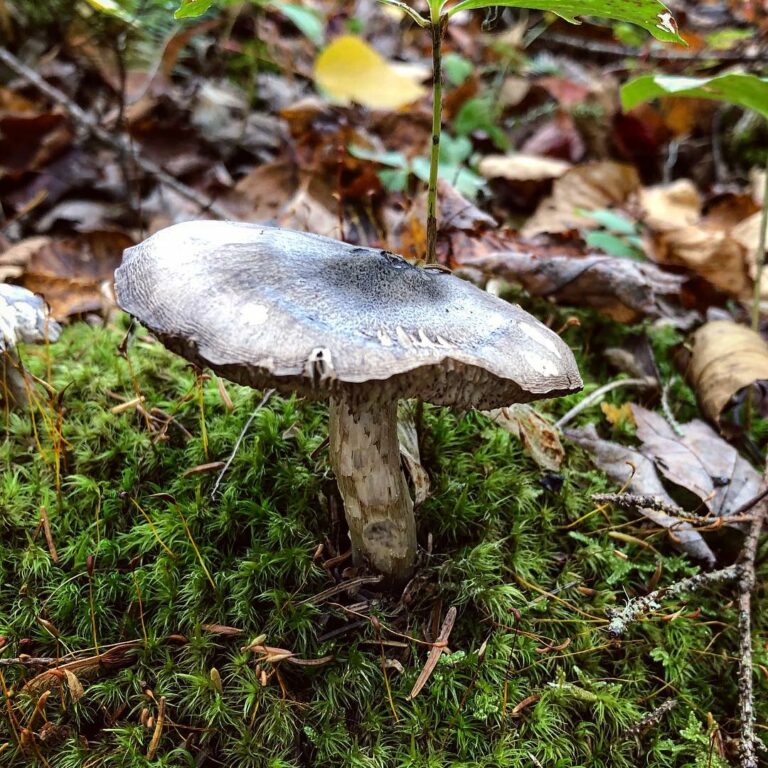 Рядовка черночешуйчатая (Tricholoma atrosquamosum)