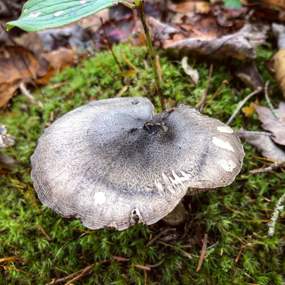 Рядовка черночешуйчатая (Tricholoma atrosquamosum)