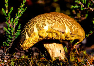 Боровик пороспоровый (Boletus porosporus)
