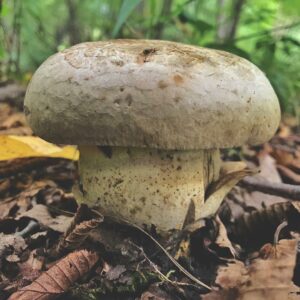 Боровик Фехтнера (Boletus fechtneri)