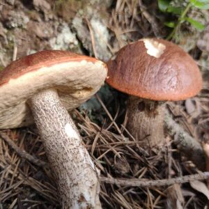 Подосиновик сосновый (Leccinum vulpinum)