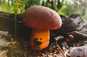 Болет пурпурный (Boletus purpureus)