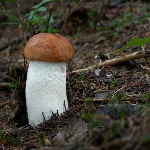 Подосиновик белоножковый (Leccinum albostipitatum)