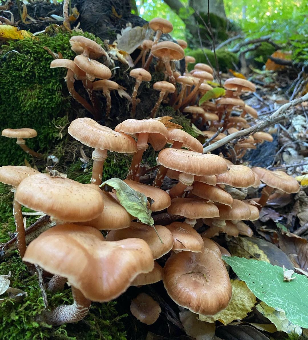 Опенок толстоногий (Armillaria gallica)