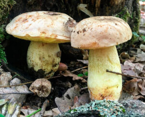 Боровик желтый (Boletus junquilleus)