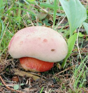Боровик законный (Boletus legaliae)