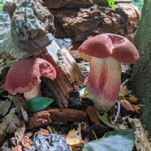 Боровик двуцветный (Boletus bicolor)