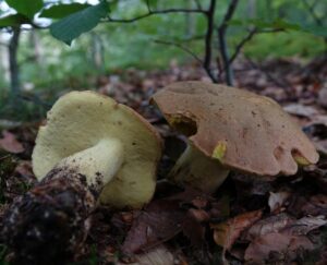Боровик девичий (Boletus appendiculatus)