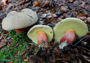 Боровик красивый (Boletus calopus)