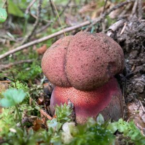 Боровик прекрасный (Boletus pulcherrimus)