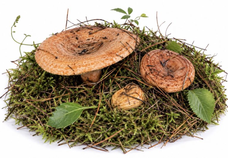 Рыжик настоящий — Lactarius deliciosus