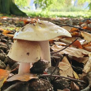 Гебелома горчичная