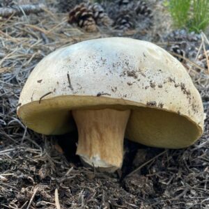 Боровик Берроуза (Boletus barrowsii)