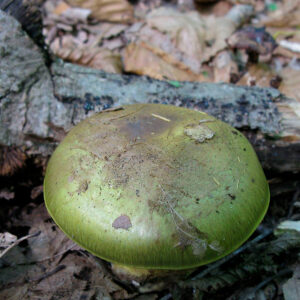 Паутинник черно-зеленый (Cortinarius odoratus)
