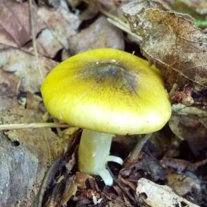 Рядовка обособленная (Tricholoma Sejunctum)