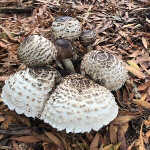 Хлорофиллум темно-бурый (Chlorophyllum brunneum)
