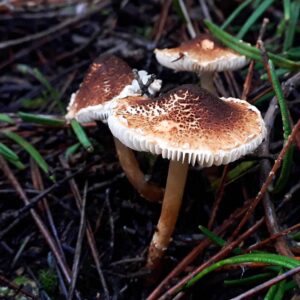 Лепиота каштановая (Lepiota castanea)
