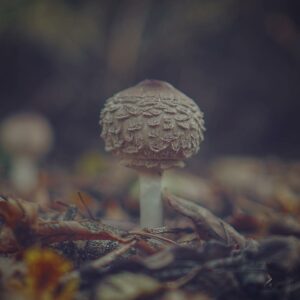 Зонтик девичий (Leucoagaricus nympharum)