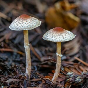 Лепиота гребенчатая (Lepiota cristata, Agaricus cristatus)