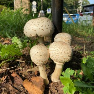 Хлорофиллум свинцовошлаковый (Chlorophyllum molybdites)