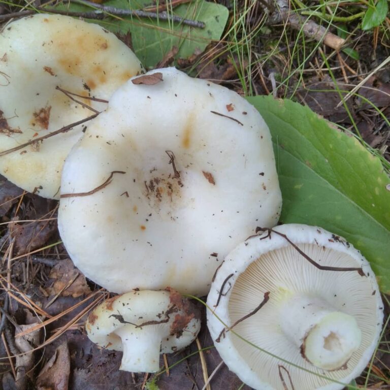 Груздь настоящий — Lactarius resimus