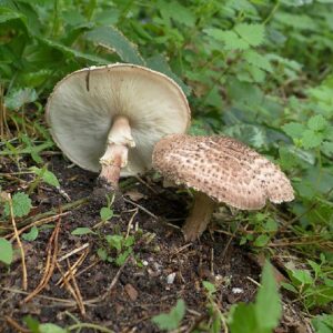Лепиота шероховатая (Lepiota aspera)