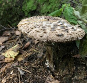 Зонтик краснеющий (Chlorophyllum rhacodes)