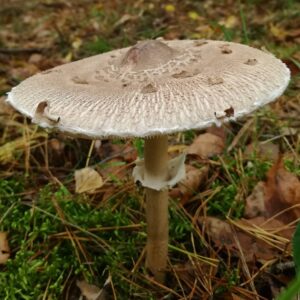 Зонтик Конрада (Macrolepiota konradii)