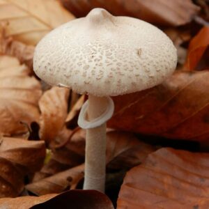 Зонтик сосцевидный (Macrolepiota mastoidea)