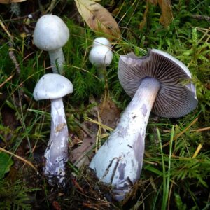 Бело-фиолетовый паутинник (Cortinarius alboviolaceus)