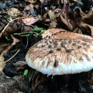 Лепиота коричнево-красная (Lepiota brunneoincarnata)