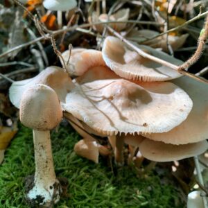 Зонтик изящный (тонкий) (Macrolepiota gracilenta)
