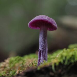 Лиловая лаковица (Laccaria amethystina)