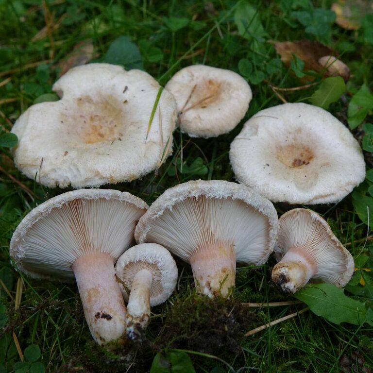 Волнушка белая — Lactarius pubescens