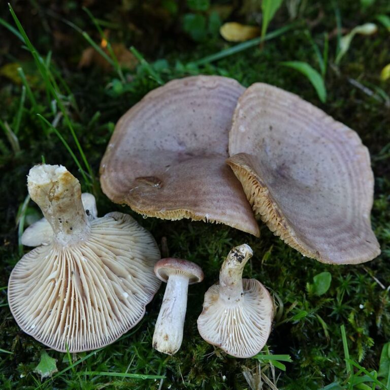 Серушка — Lactarius flexuosus