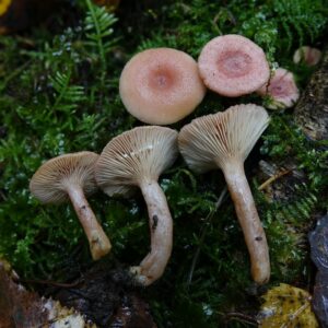 Млечник шиповатый (Lactarius spinosulus)