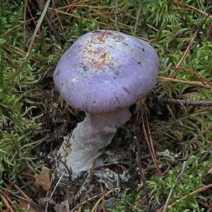 Козий паутинник (Cortinarius traganus)