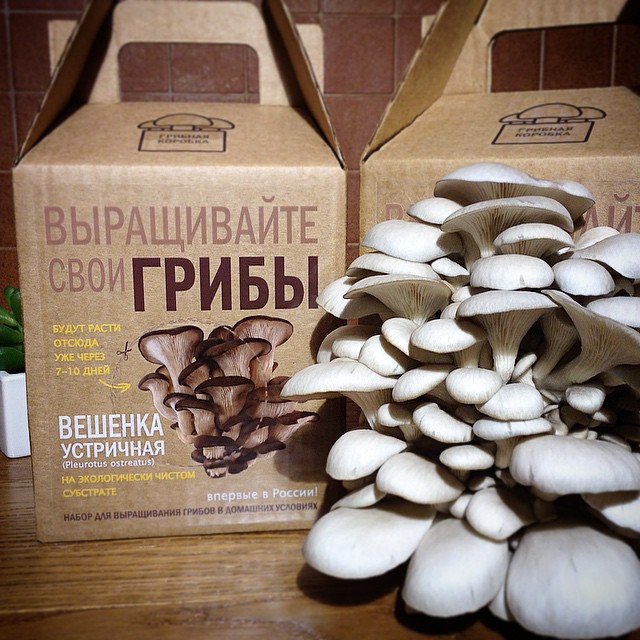 Вешенка устричная, набор