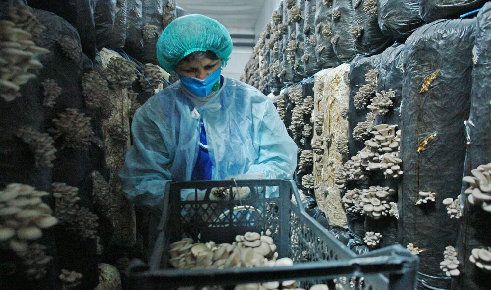 Выращивание грибов в мешках