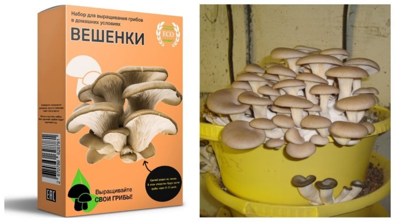 Грибная коробка
