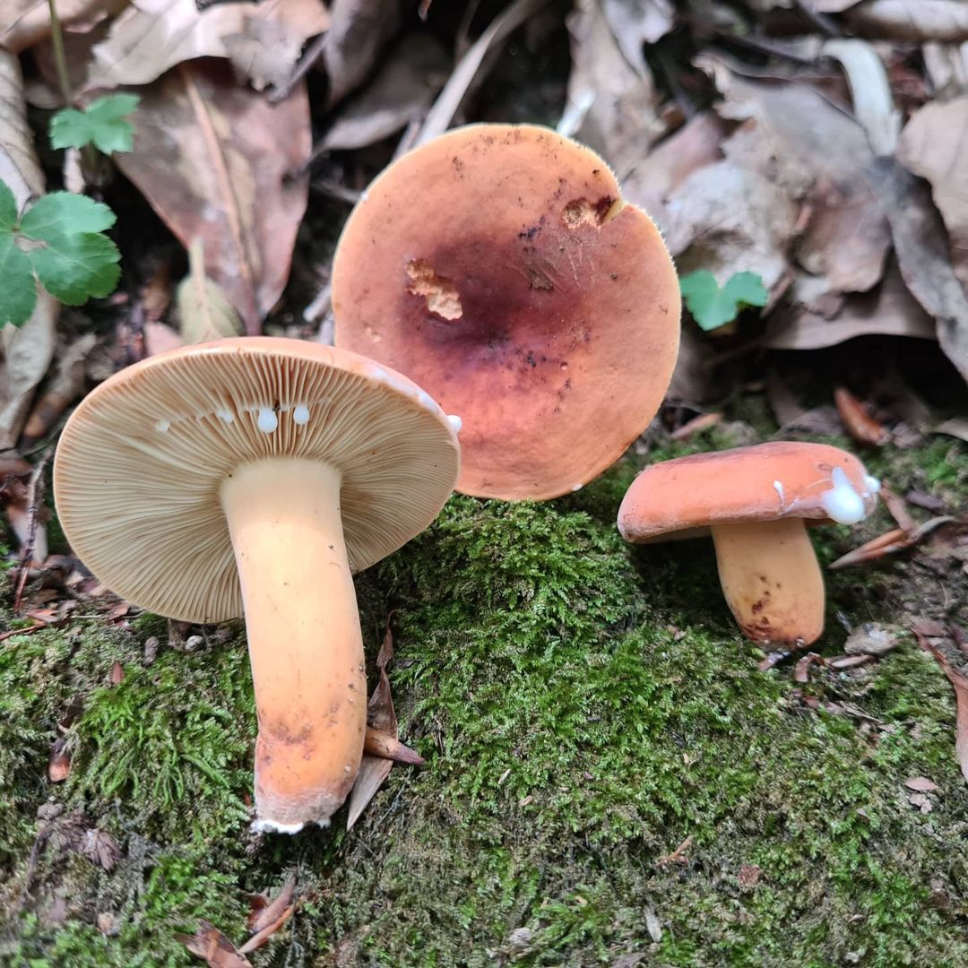 Подмолочник (Lactarius volemus)