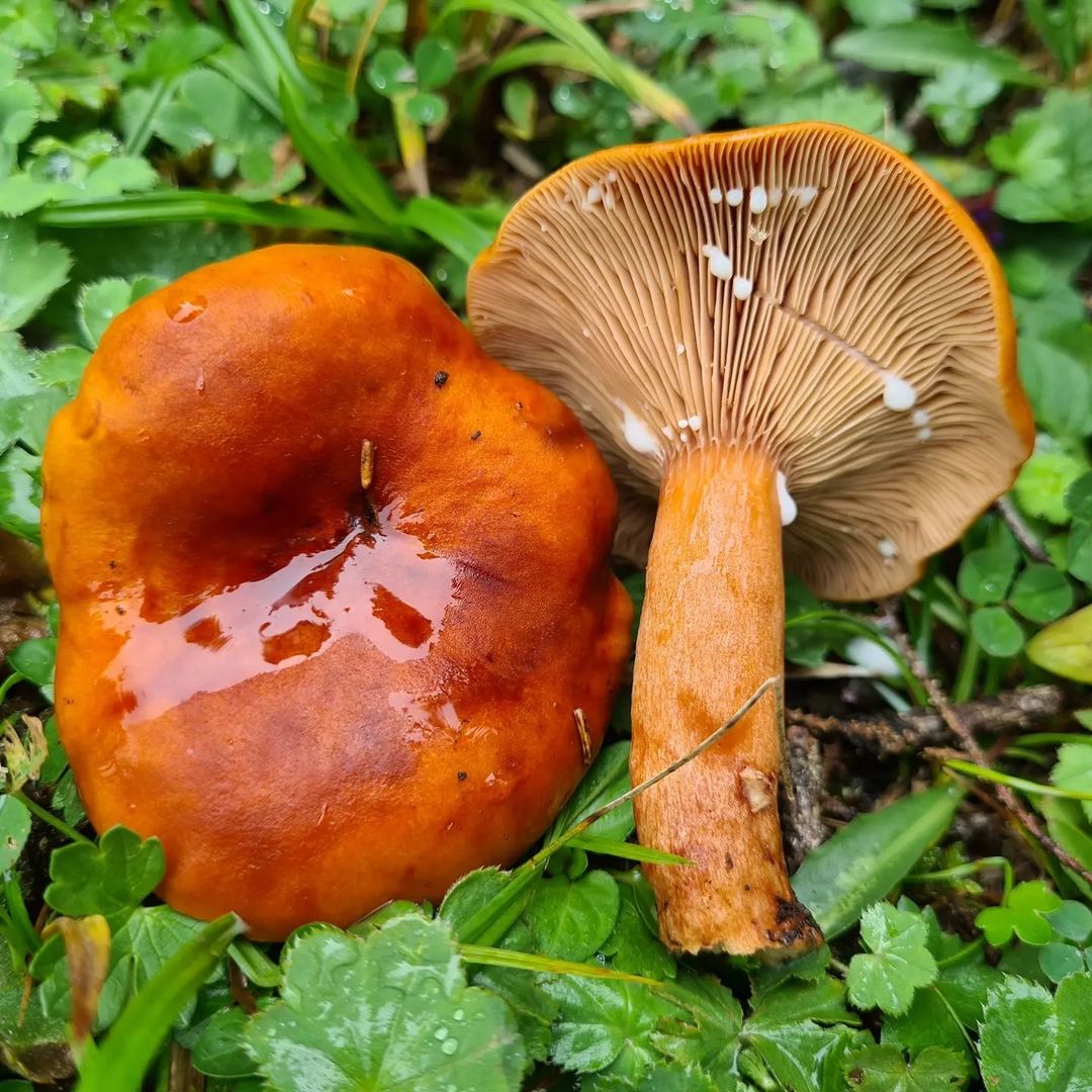 Млечник камфорный (Lactarius camphoratus)